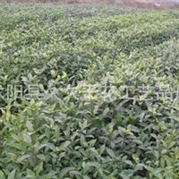 沭陽縣久久干花工藝品廠信息盡在農苗網 第18頁